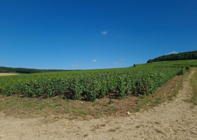 Champagne David Barnier